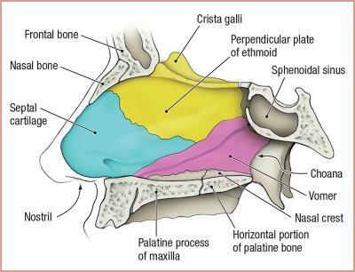 thumbs/Nasal Septum.jpeg.jpg